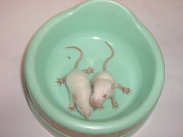 baby albino rats