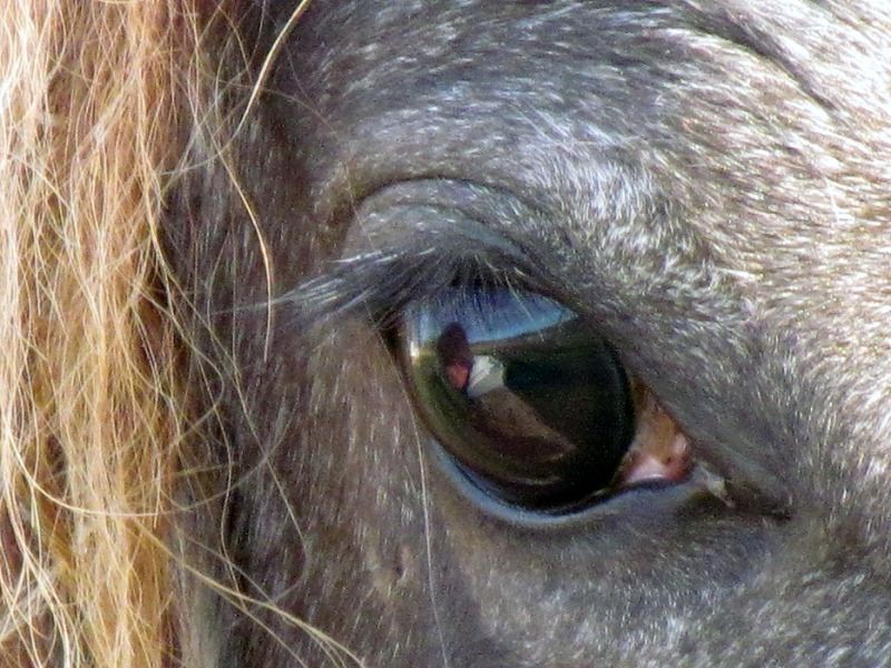 IMAGE: http://img.photobucket.com/albums/v235/bsc_siege/horses/4512b.jpg