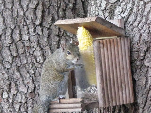 squirrel003.jpg