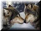 wolf.jpg wolf image by kcoots