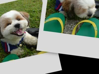 Photo Sharing and Video Hosting at Photobucket