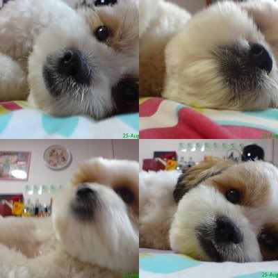 Photo Sharing and Video Hosting at Photobucket