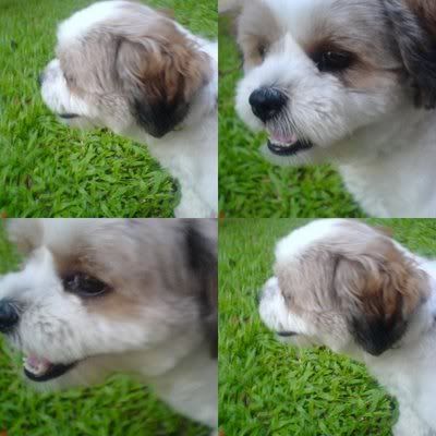 Photo Sharing and Video Hosting at Photobucket