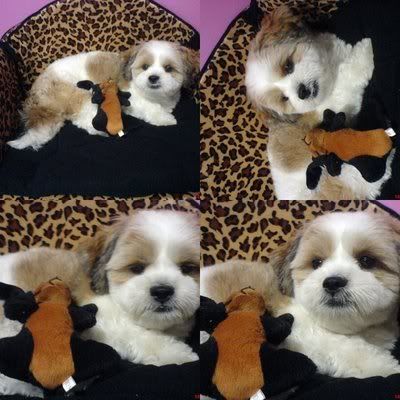 Photo Sharing and Video Hosting at Photobucket