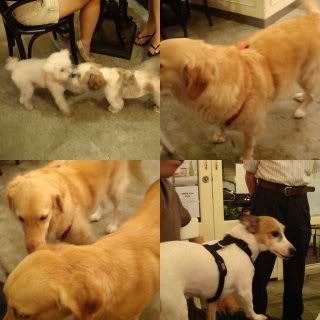 Photo Sharing and Video Hosting at Photobucket