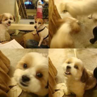 Photo Sharing and Video Hosting at Photobucket