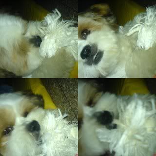 Photo Sharing and Video Hosting at Photobucket