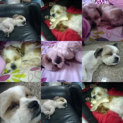 Photo Sharing and Video Hosting at Photobucket