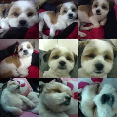 Photo Sharing and Video Hosting at Photobucket