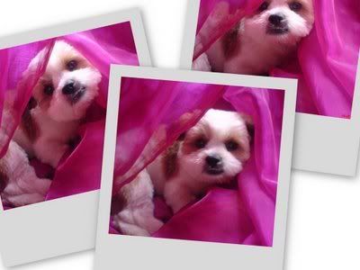 Photo Sharing and Video Hosting at Photobucket