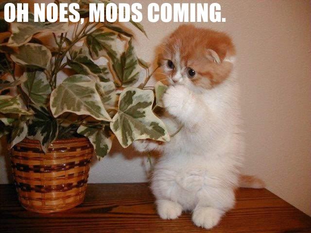 kitty_mods_coming.jpg