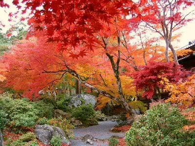 Koyo Viewing Japan on Koyo  Red Leaves  Of Late Autumn Are An Often Breathtaking Sight