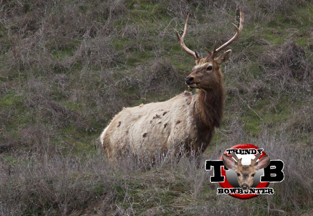 New-Mexico-Elk-Hunting_wm_zpst7hbgynz.pn
