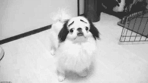 funny-dog-gif_zpsd299cd2b.gif