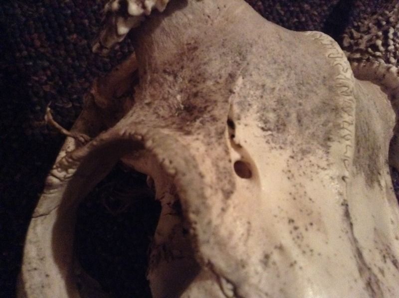 Deer with small holes in it's skull?? All Things Habitat Lets talk.....