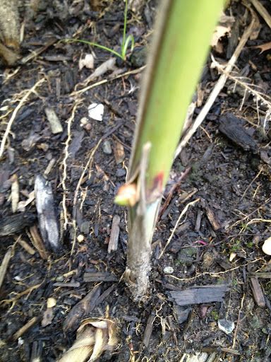 Miscanthus Giaganteus Propagation From Cuttings. 