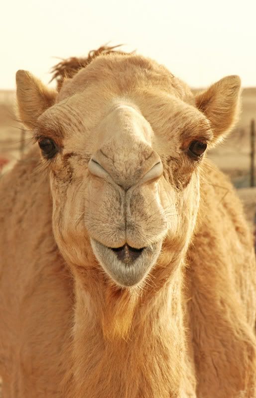 Camel.jpg
