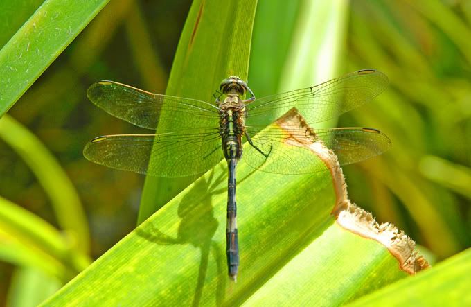 Dragonfly01.jpg