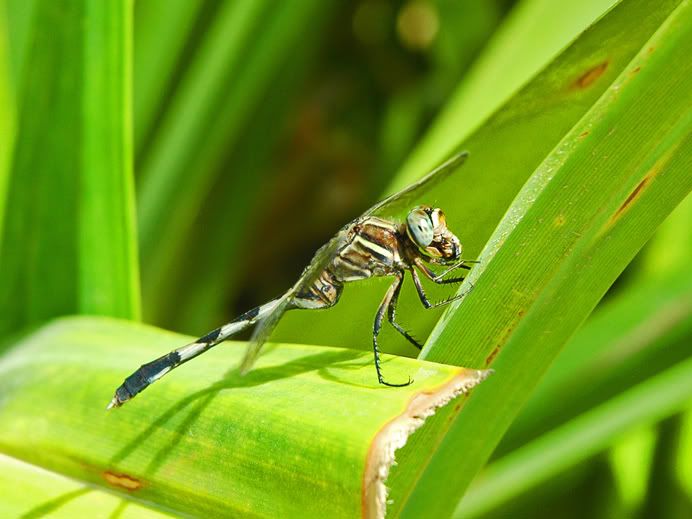 Dragonfly02.jpg