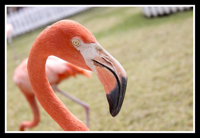 flamingoeye.jpg