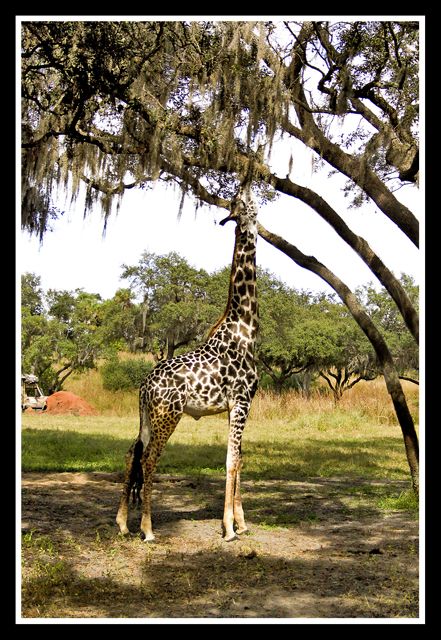 giraffeandtree.jpg