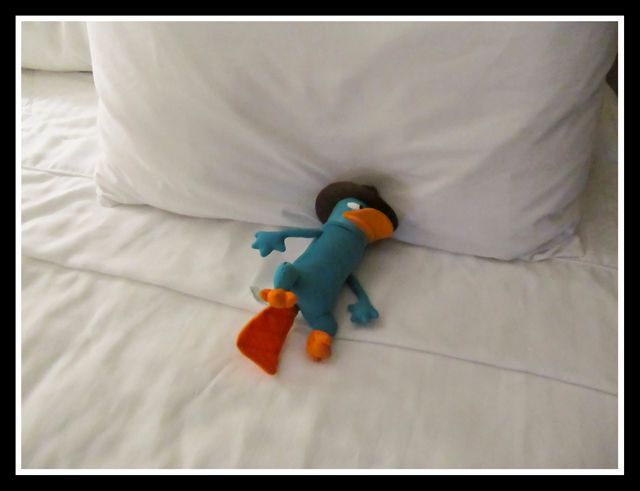 perrysleeping.jpg