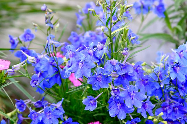 bluenorwayflowers1.jpg