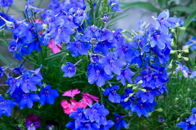 bluenorwayflowers2.jpg