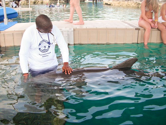 dolphinpet.jpg