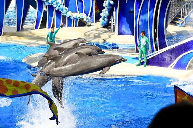dolphinshow28.jpg