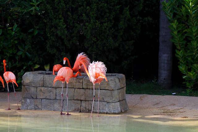 flamingos3.jpg