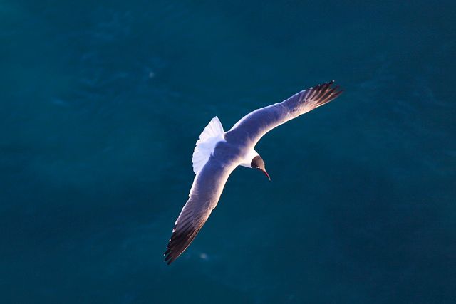 seagullflying.jpg