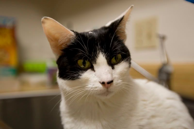 IMAGE: http://img.photobucket.com/albums/v237/maxrulez/_E3Q4161.jpg