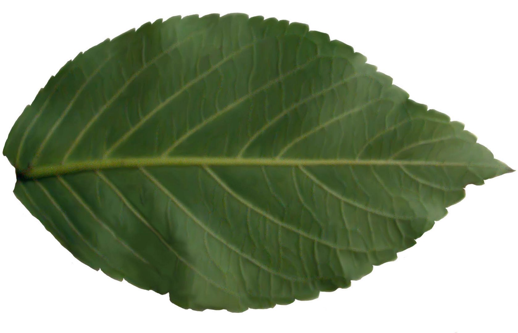 Leaf Map