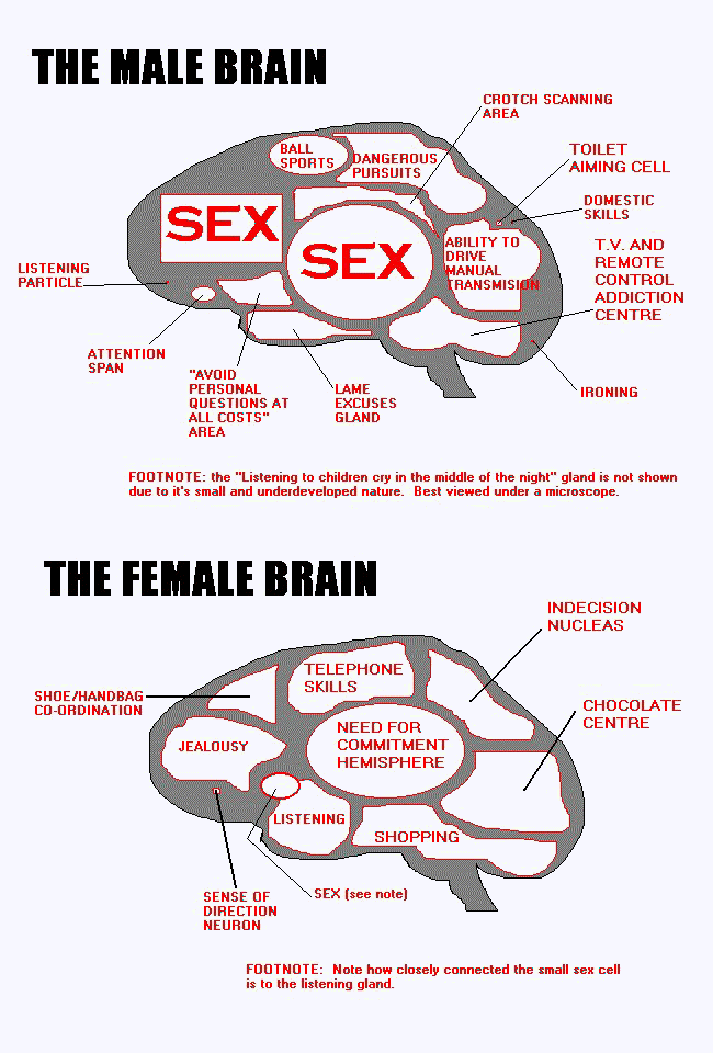 [Imagem: Male_and_female_brain.gif]