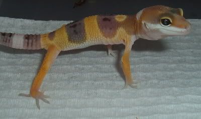 geckosbabies010.jpg