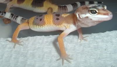 geckosbabies8-9-06001.jpg