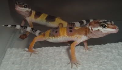 geckosbabies8-9-06002.jpg