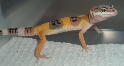 geckosbabies8-9-06006.jpg