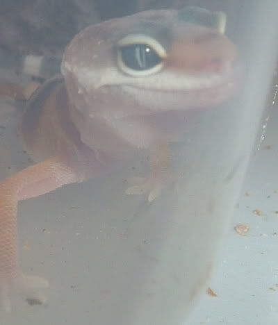 geckosbabies8-9-06007.jpg