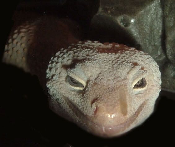 gex-026.jpg