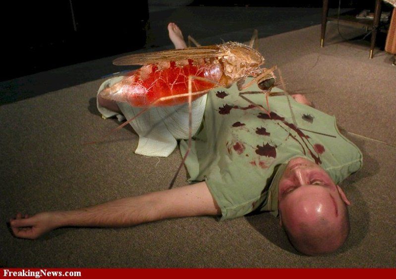 Mosquito-Phobia-22526.jpg