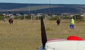 First the cattle needed to be removed from the airfield.