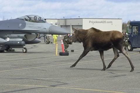 moose_on_AF_field.jpg