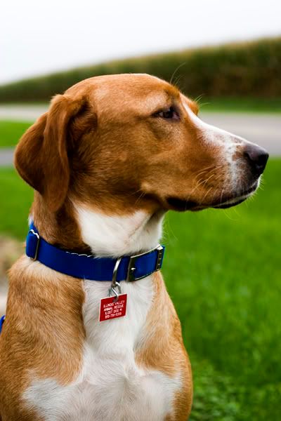 zoom groom short haired dogs