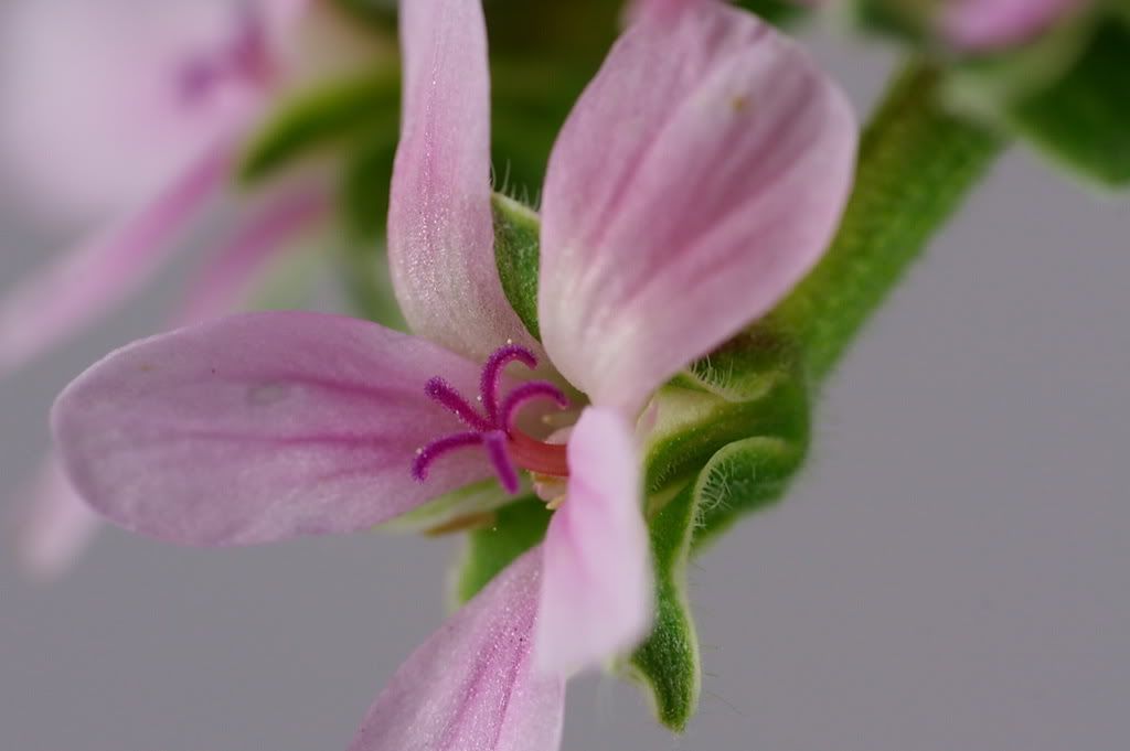 IMAGE: http://img.photobucket.com/albums/v24/weezR/posting/IMG_13583.jpg