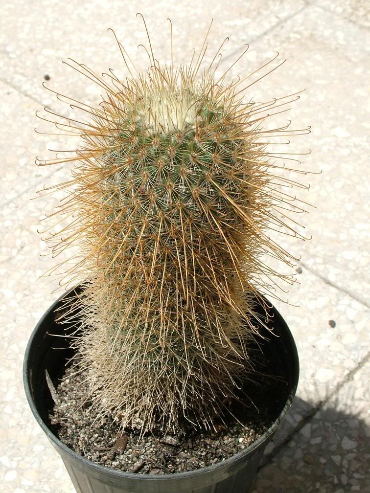 Mammillariamagnifica.jpg