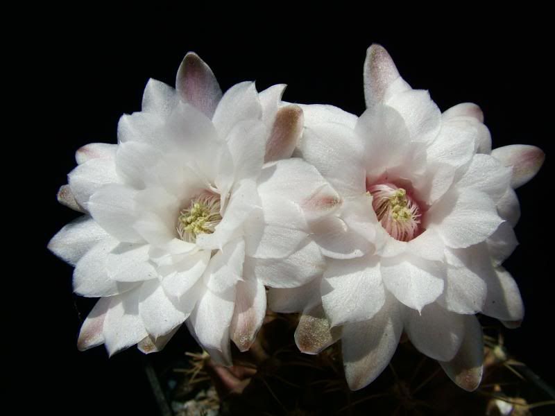 Gymnocalycium1.jpg