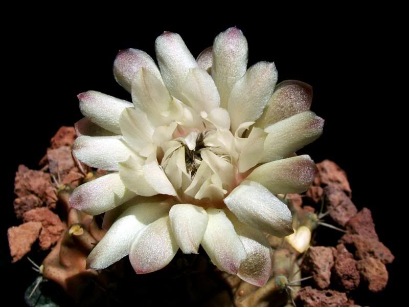 Gymnocalycium2.jpg