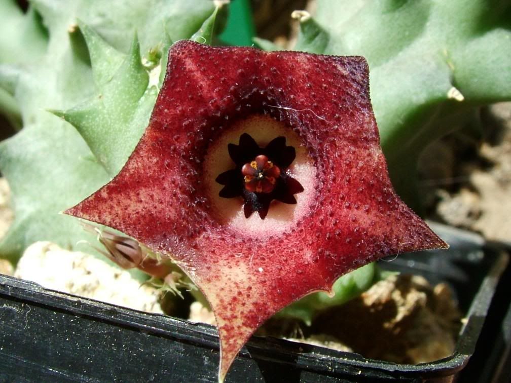 Huernia2.jpg